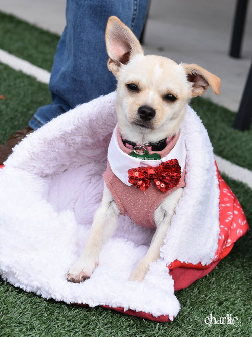 picture of the dog needing adoption