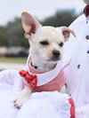 Charlie - Photo 3