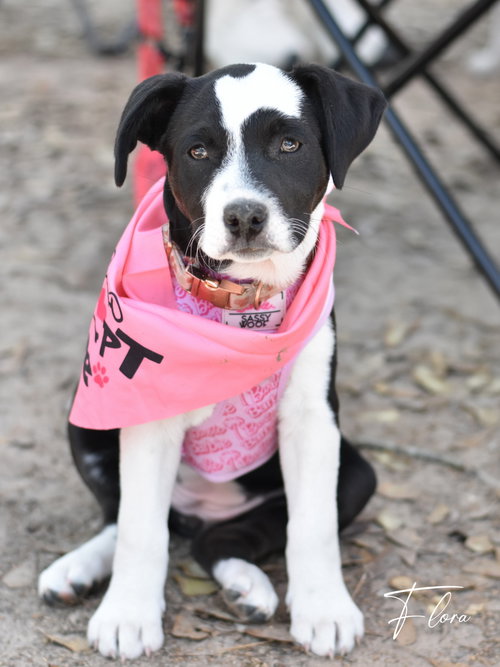 Flora, an adoptable Border Collie in Montgomery, TX