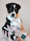 Dexter - Photo 8