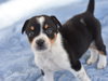 Dexter - Photo 9