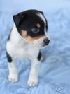 Dexter - Photo 10