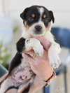 Dexter - Photo 11