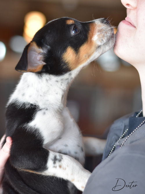 DEXTER - Border Collie / Terrier available for adoption