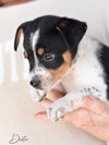 Dexter - Photo 3