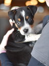 Dexter - Photo 4