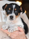 Dexter - Photo 5