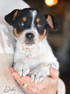 Dexter - Photo 1