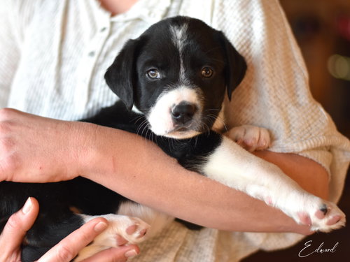EDWARD - Border Collie / Terrier available for adoption