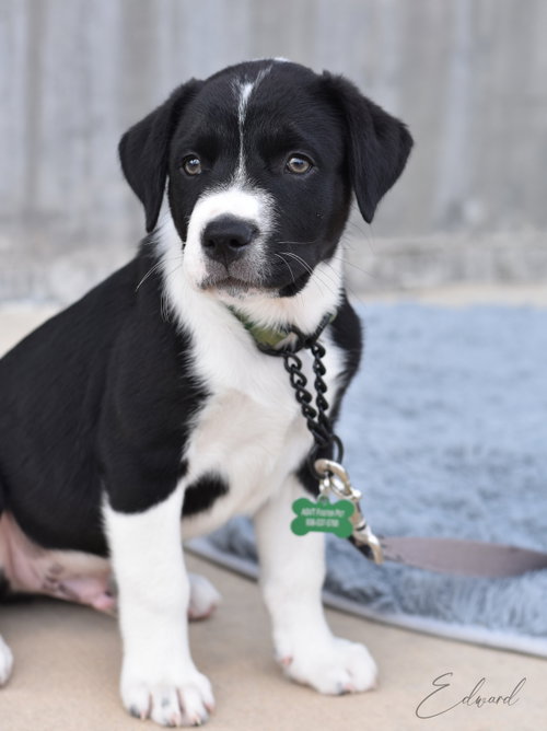 picture of the dog needing adoption