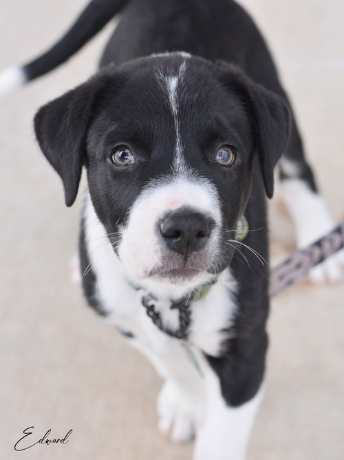 Edward, an adoptable Border Collie in Montgomery, TX