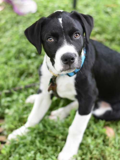 picture of the dog needing adoption