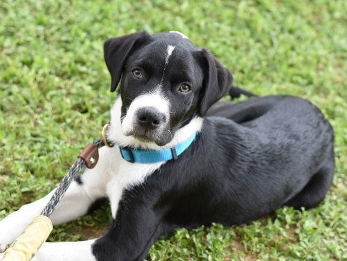 Edward, an adoptable Border Collie in Montgomery, TX