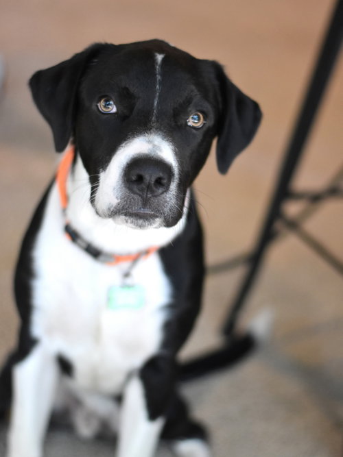 Edward, an adoptable Border Collie in Montgomery, TX