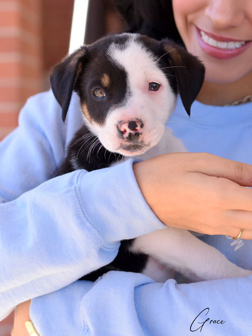 GRACE - Border Collie / Terrier available for adoption