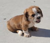 Giblet - Photo 6