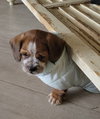 Giblet - Photo 7