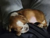 Giblet - Photo 8