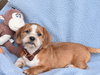 Giblet - Photo 2
