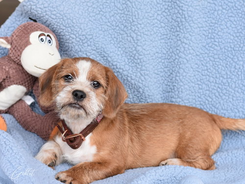 GIBLET - Shih Tzu / Dachshund available for adoption