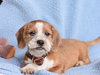 Giblet - Photo 3