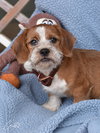 Giblet - Photo 4