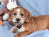 Giblet - Photo 5