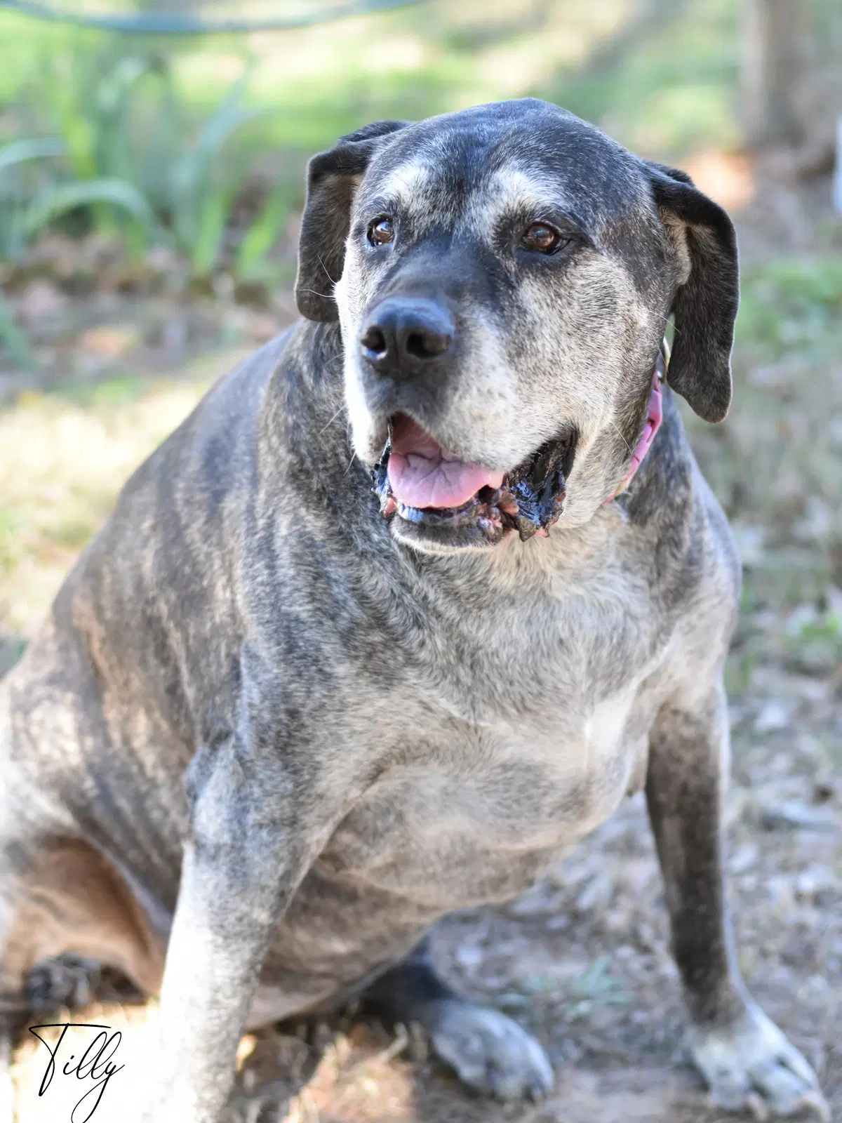 Tilly - Bullmastiff