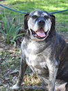 Tilly - Photo 2
