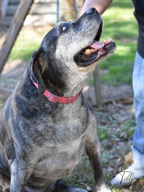 Tilly, photo 3