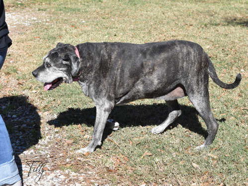 Tilly, photo 4