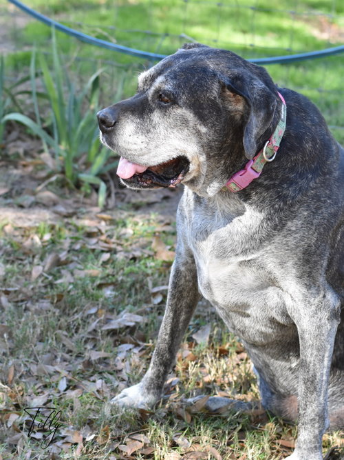 Tilly, photo 5