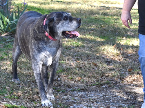 Tilly, photo 6