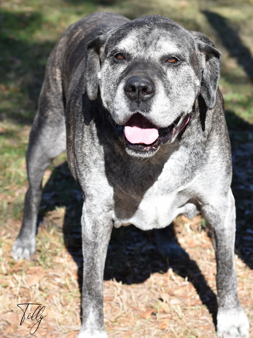 Tilly, photo 7