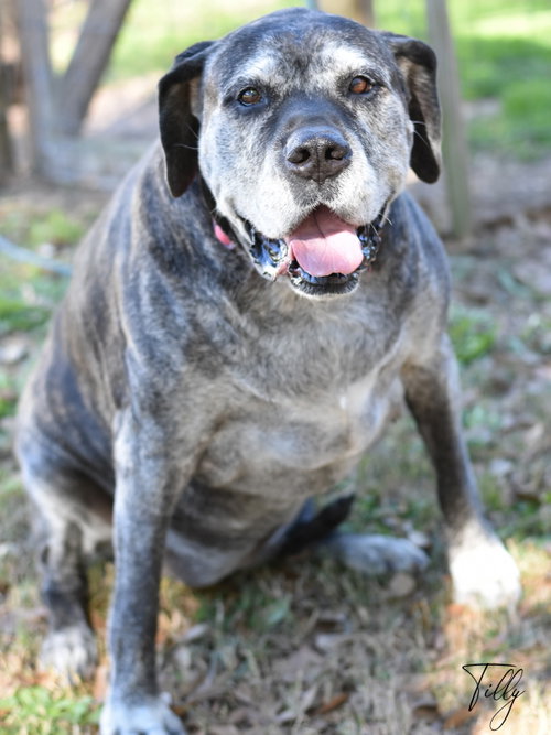 Tilly, photo 8