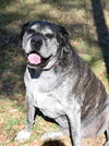 Tilly - Photo 9