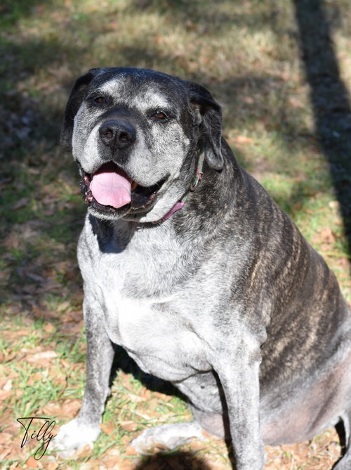 Tilly, photo 9