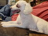 Chewy - Photo 2