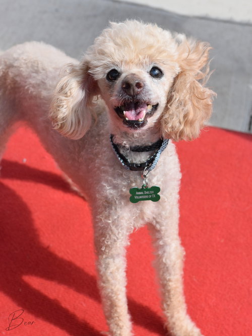 Bear, an adoptable Poodle in Montgomery, TX