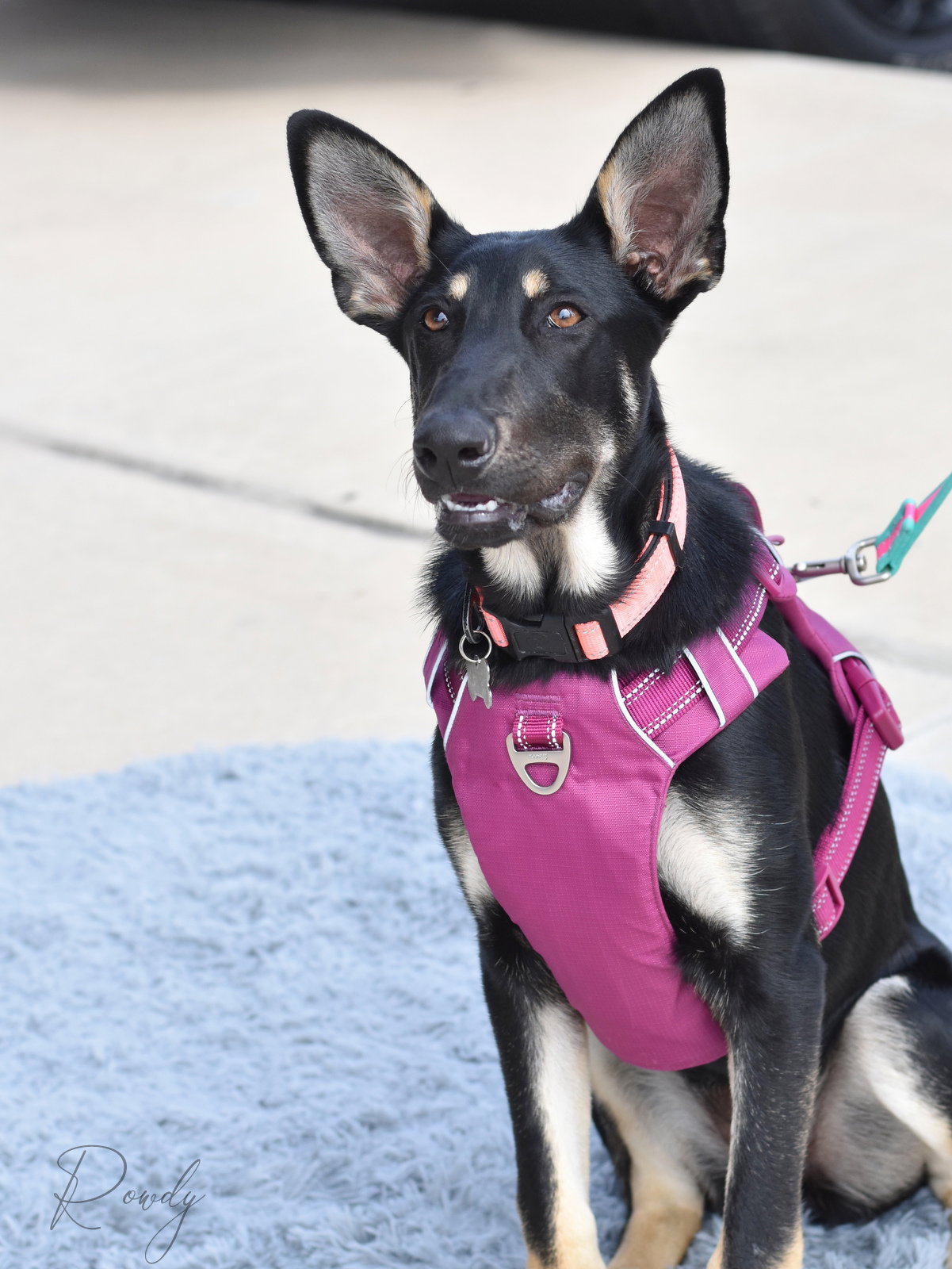 German Shepherd