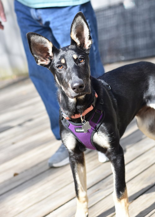 Bella, an adoptable German Shepherd Dog in Montgomery, TX
