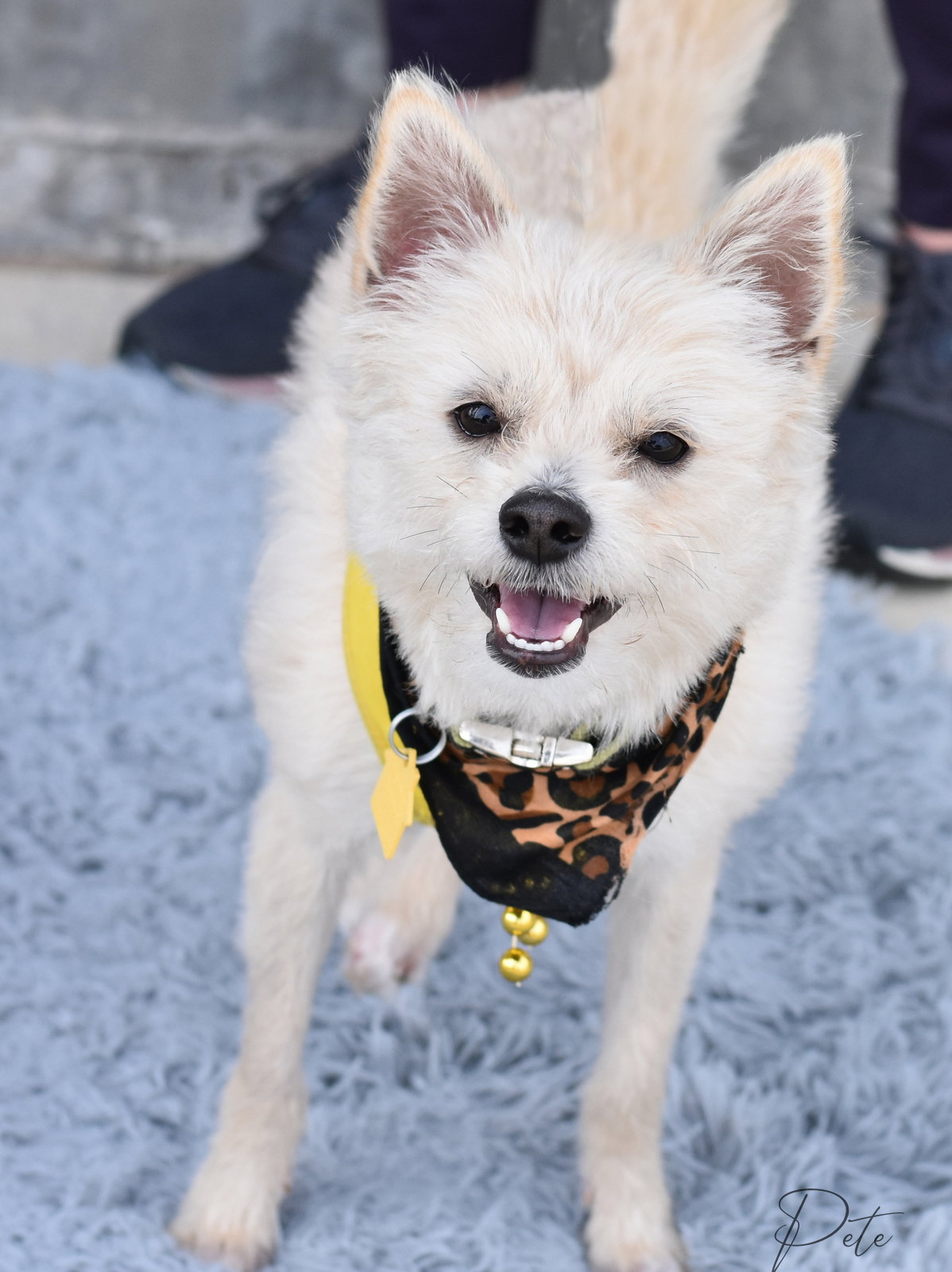 Terrier