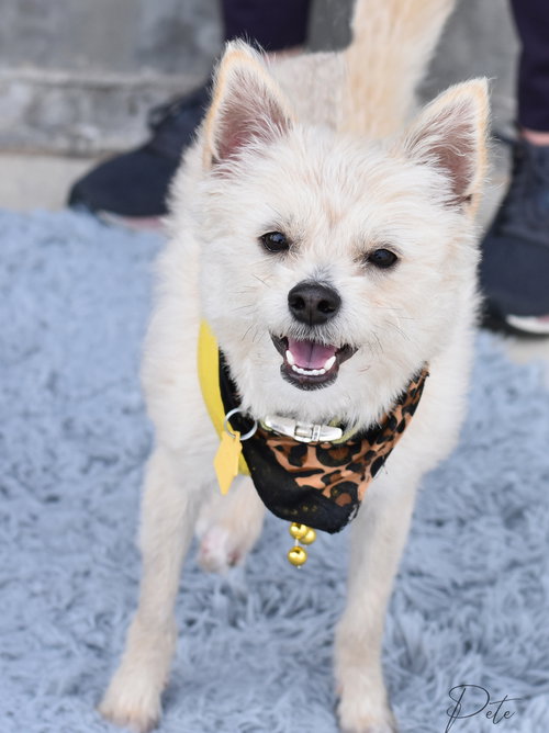 Pete, an adoptable West Highland White Terrier Westie in Montgomery, TX