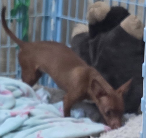 picture of the dog needing adoption