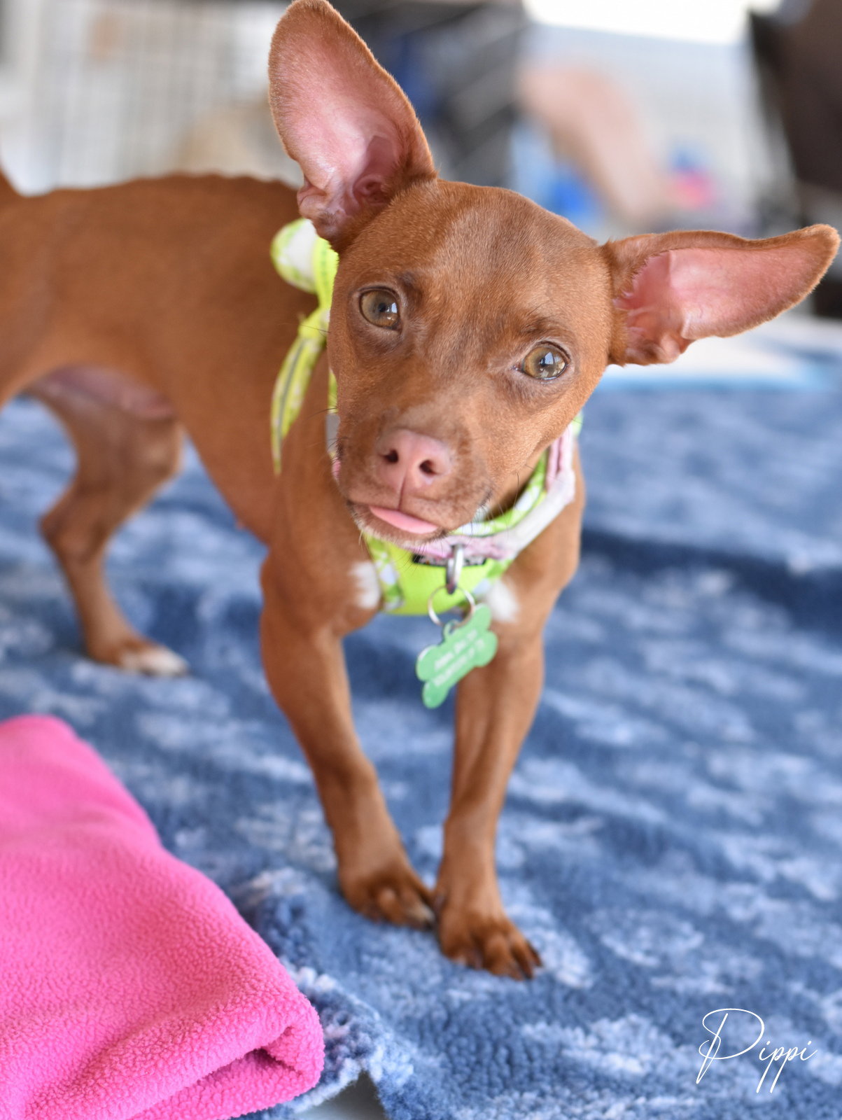 Chihuahua