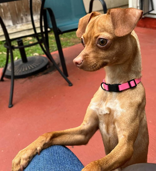 BUGGY - Chihuahua available for adoption