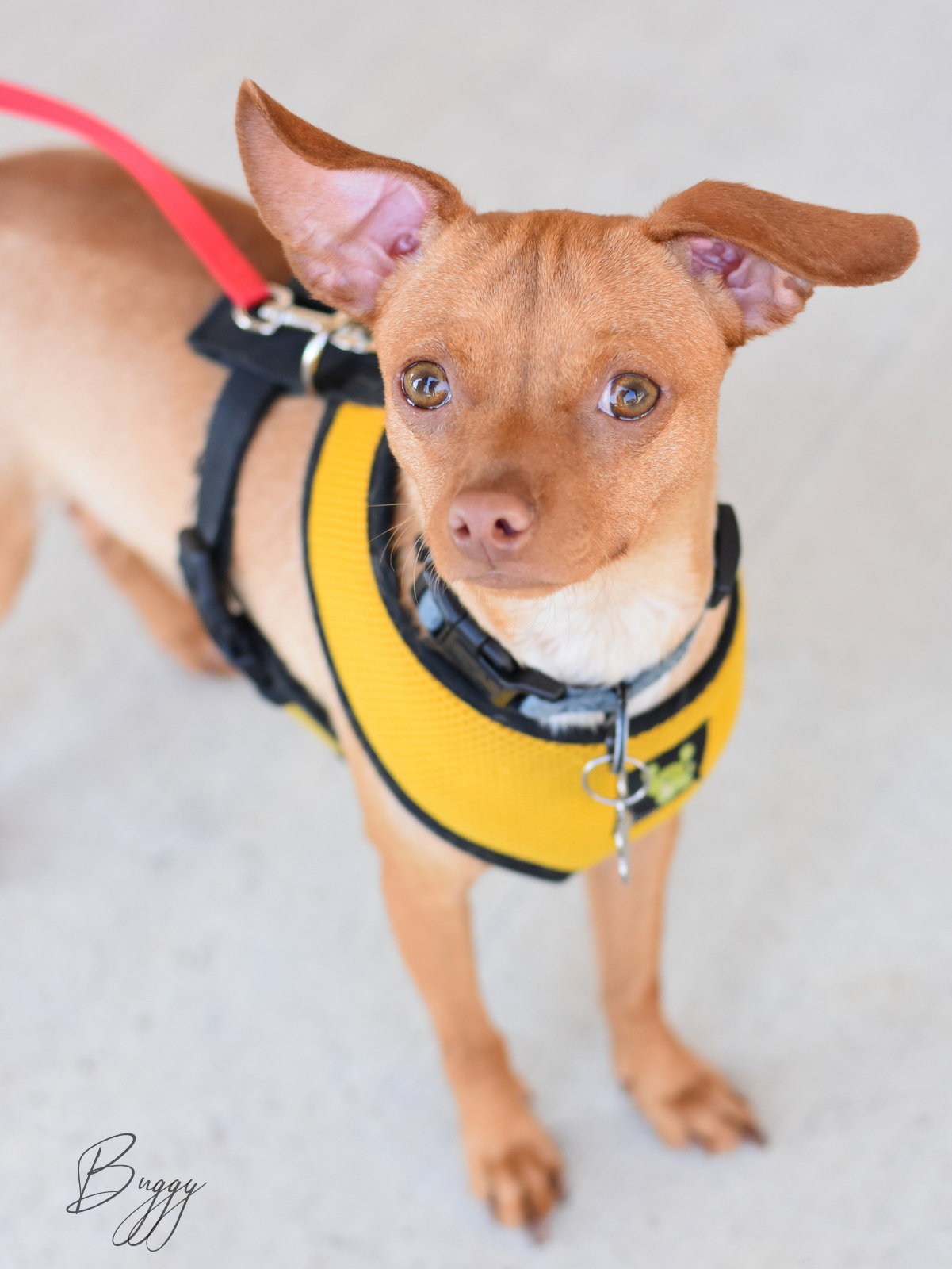 Chihuahua