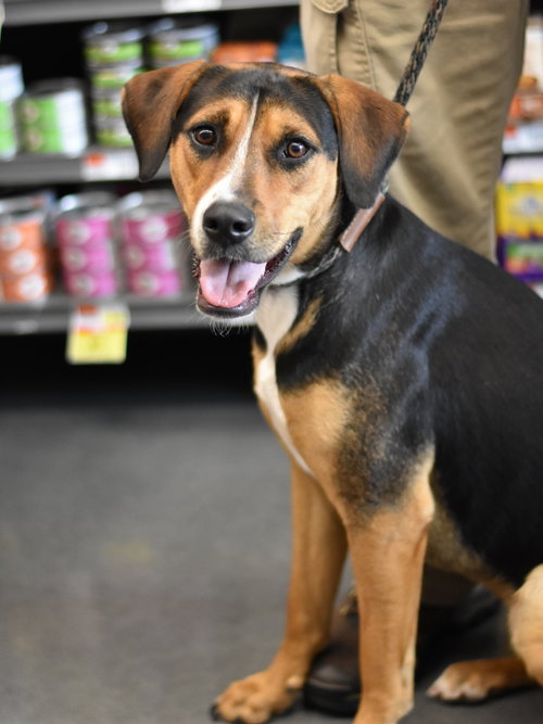picture of the dog needing adoption