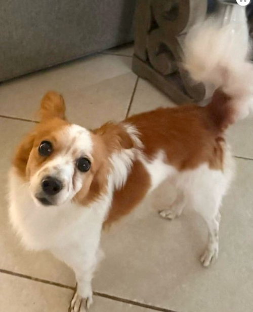 Max, an adoptable Chihuahua in Montgomery, TX