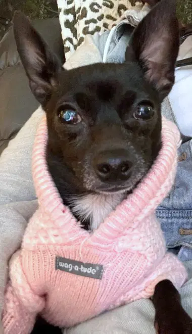 Chiquis - Chihuahua